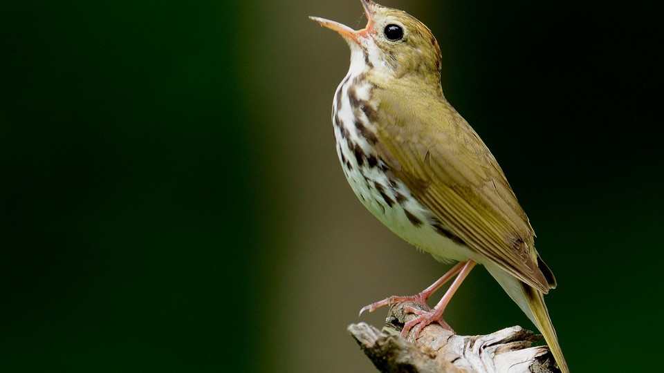 A singing ovenbird on a branch
