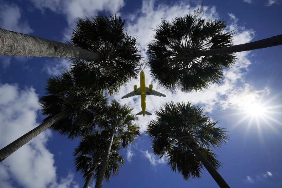 A view looking up through palm trees, centered on an airliner flying overhead