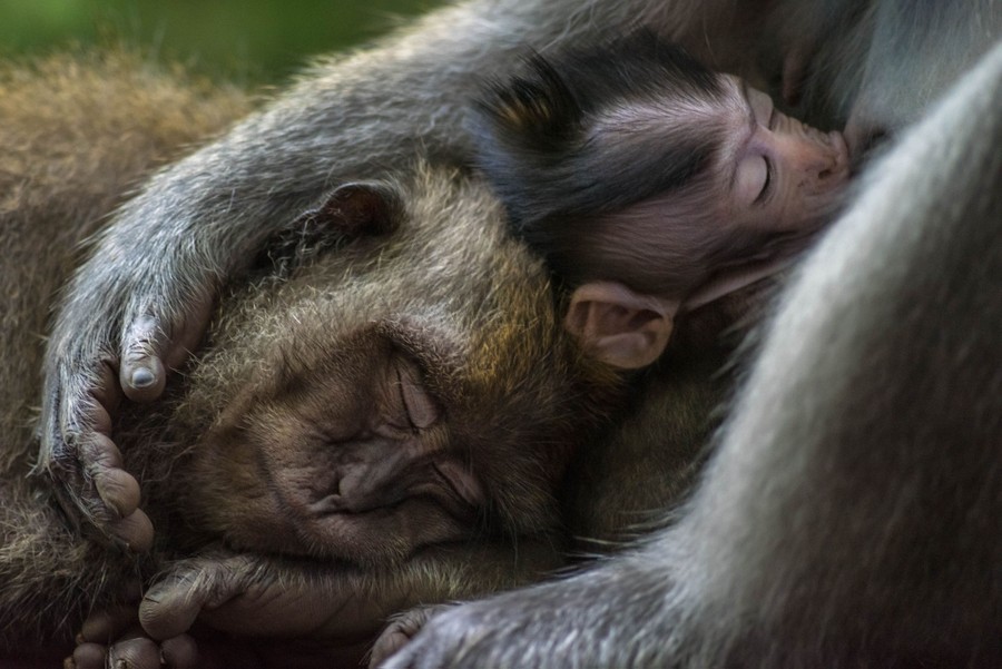 Several macaques lie huddled together.