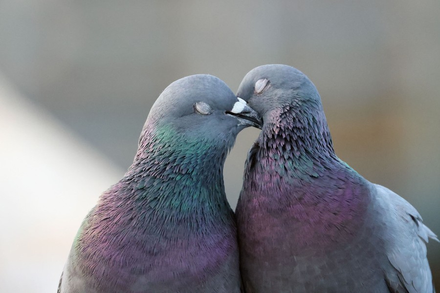 Two pigeons snuggle.