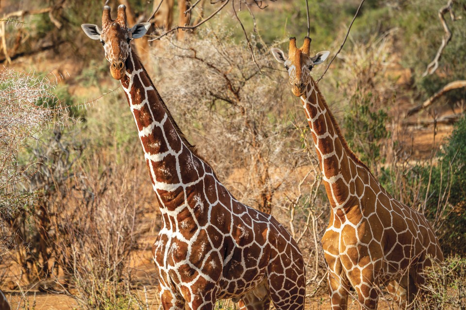 The Last Giraffes on Earth The Last Giraffes on Earth