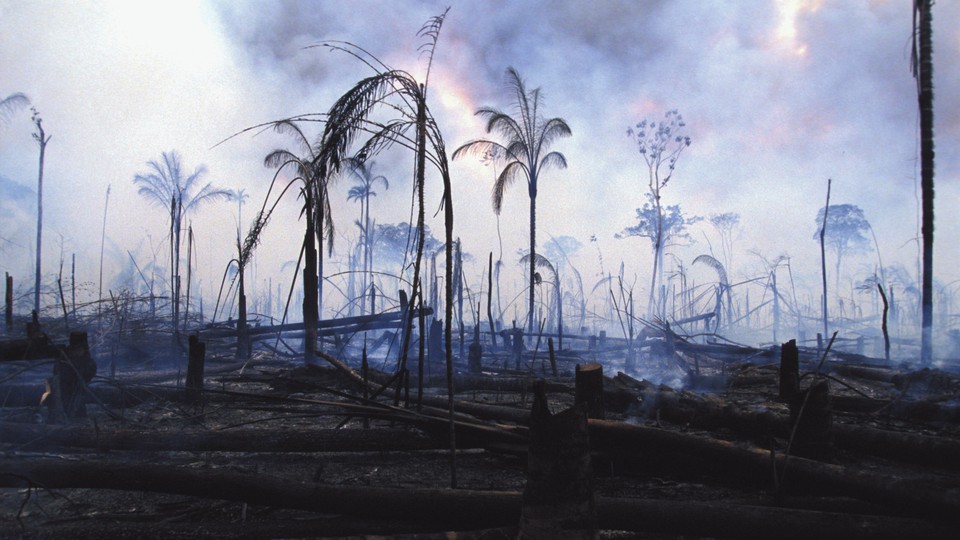 Burned trees amid a smoking landscaoe