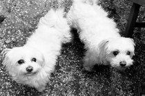 Black and white photo of two small white dogs