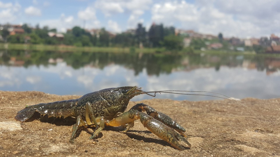 A marbled crayfish posed by a lake 