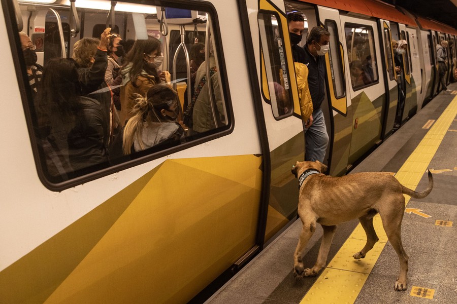 A dog waits to board a subway train.