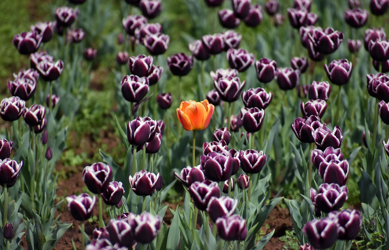 Purple and orange tulips bloom in a field.