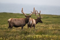 Two elk stand in a grassy field.