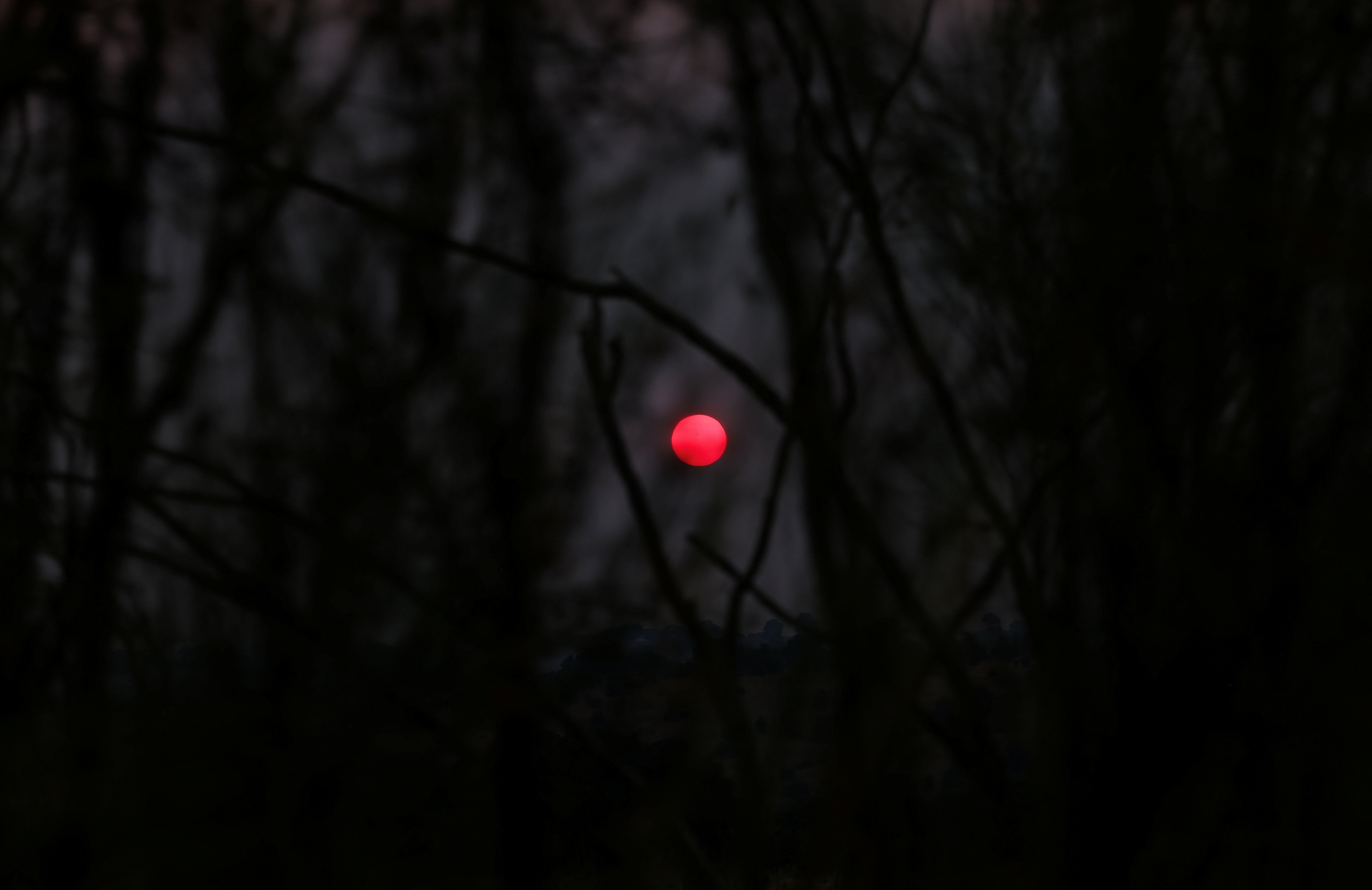 A red-colored sun rises behind the smoke of a wildfire, seen through tree branches.