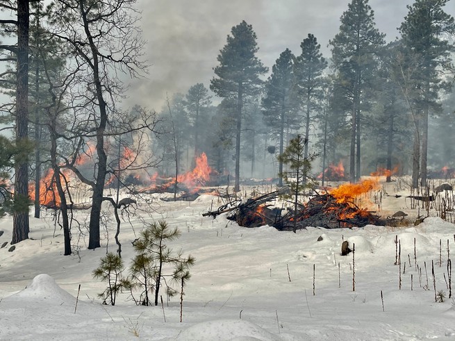 Burning piles against pine trees