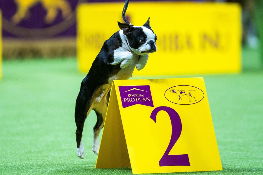 A Boston terrier leaps over an obstacle.