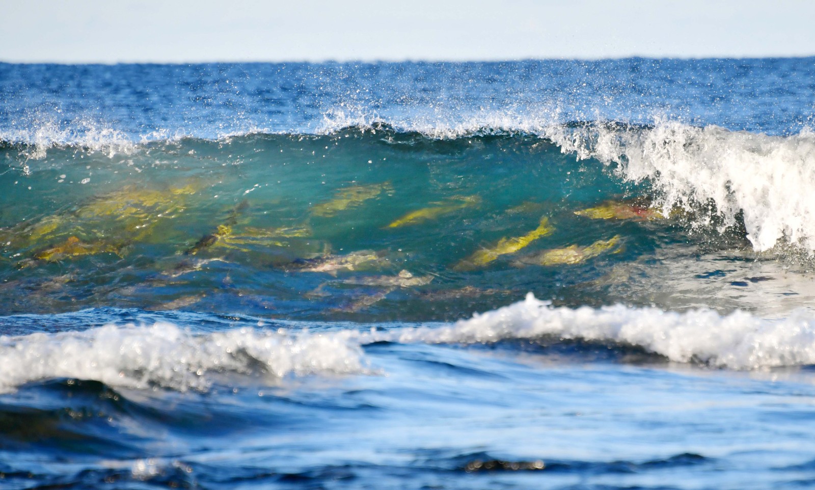 Salmon swim through the surf near the mouth of a river, seen inside a cresting wave.