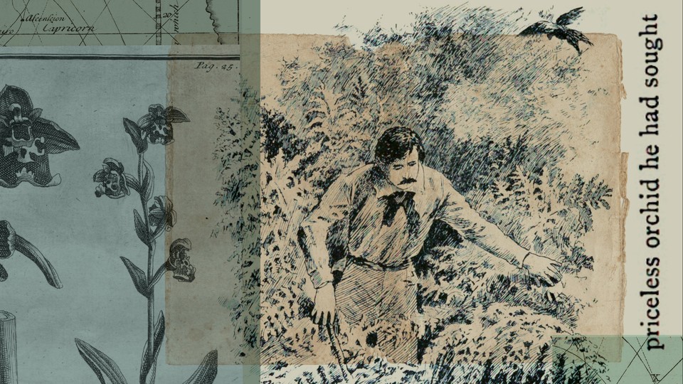Collage showing illustration of orchid hunters and orchids