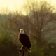 A bald eagle perched on a tree stump