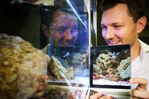 Alex Jordan holds a mirror up to a cleaner-wrasse tank.