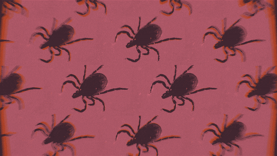 Kill the Ticks