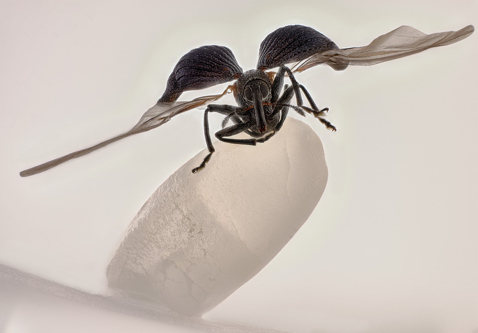 A microscopic image of a rice weevil perched on a grain of rice