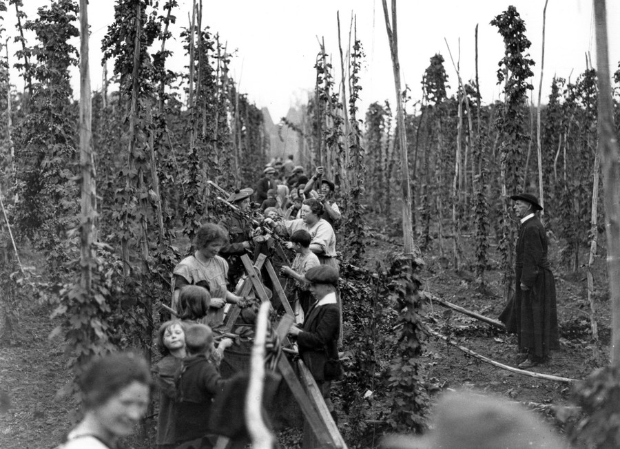A large group of people pick hops together.