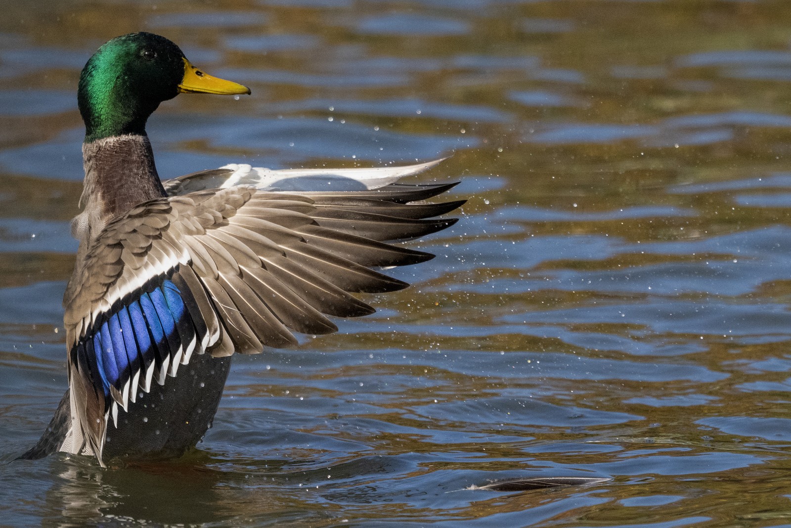 A mallard flaps its wings while floating in a pond.