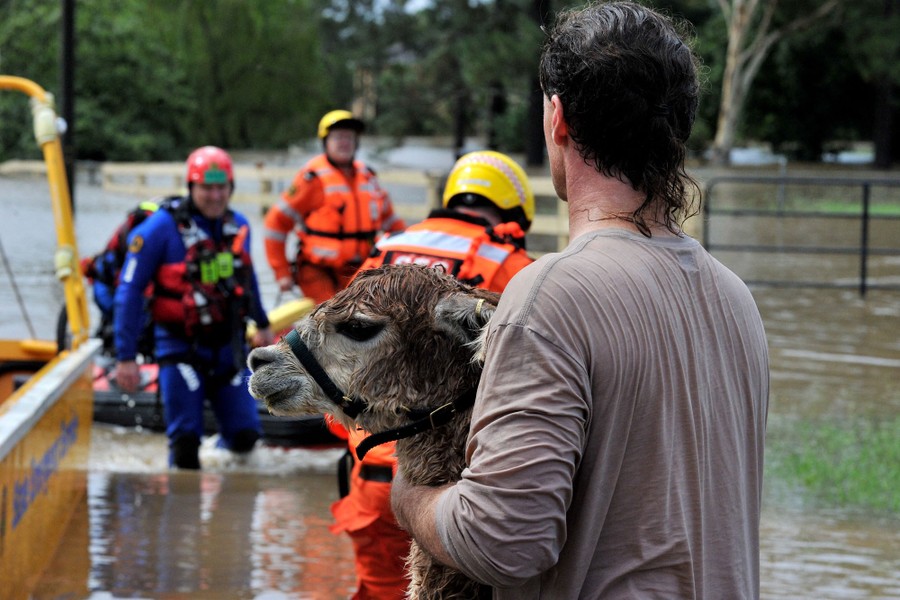 Several rescue workers in knee-deep floodwater work to rescue a llama.