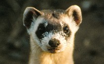 Picture of an endangered black-footed ferret