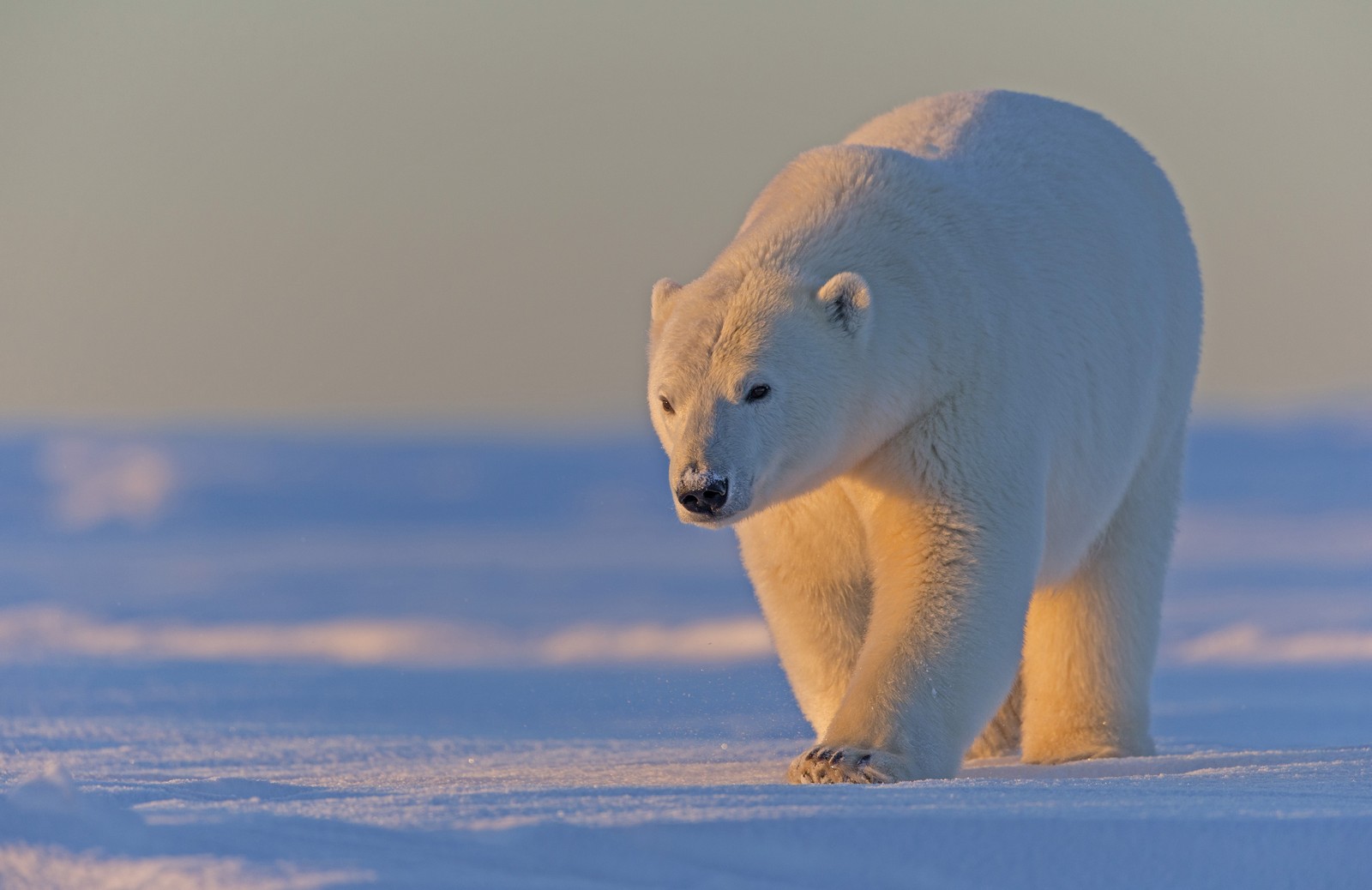 A polar bear walks across snow.