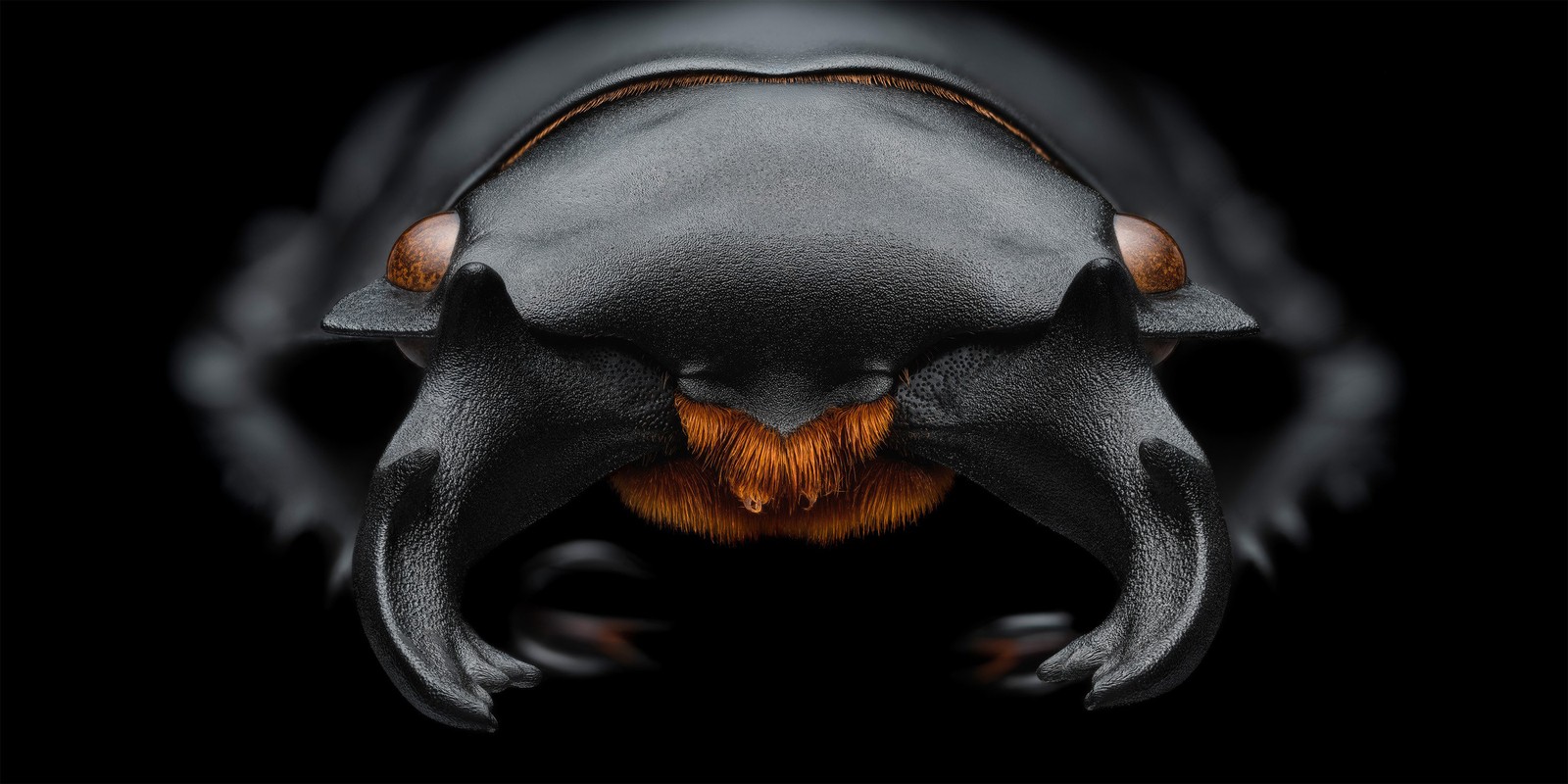 A close view of the head and mouth of a beetle.