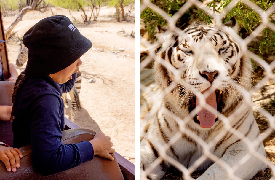 Diptych: a child in profile with a surprised expression, a white tiger with an open mouth