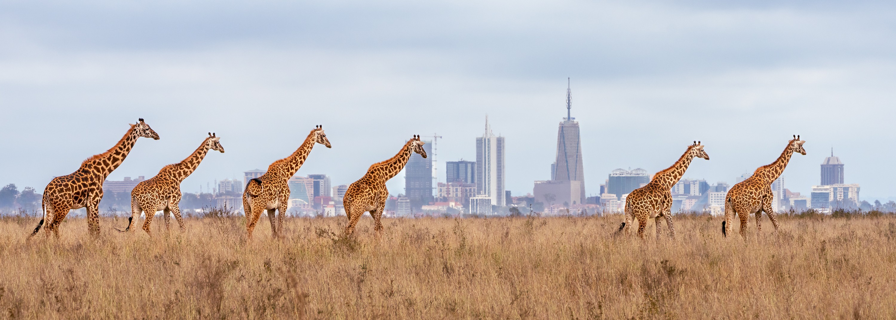 Six giraffes walk in a field with a city skyline visible in the background.