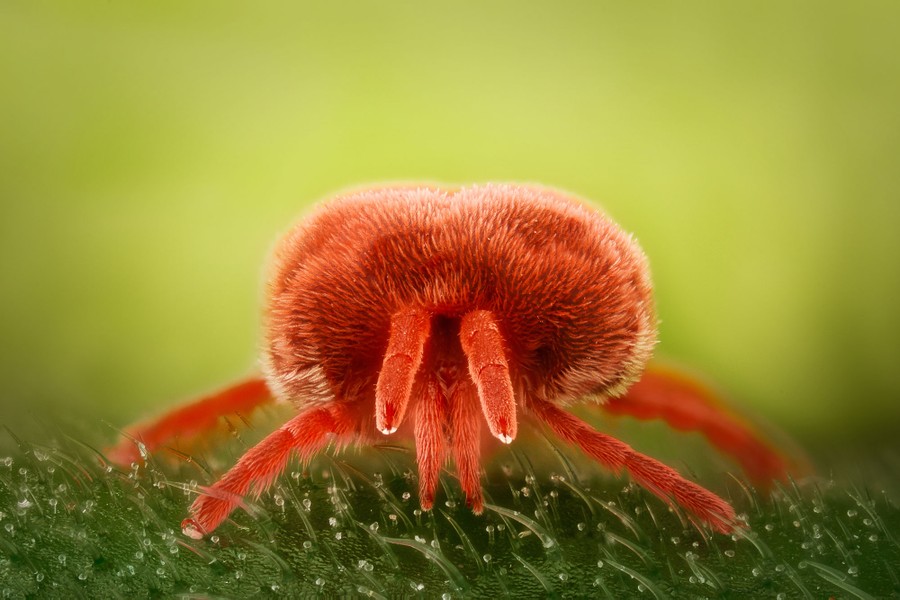 Close view of a small red mite