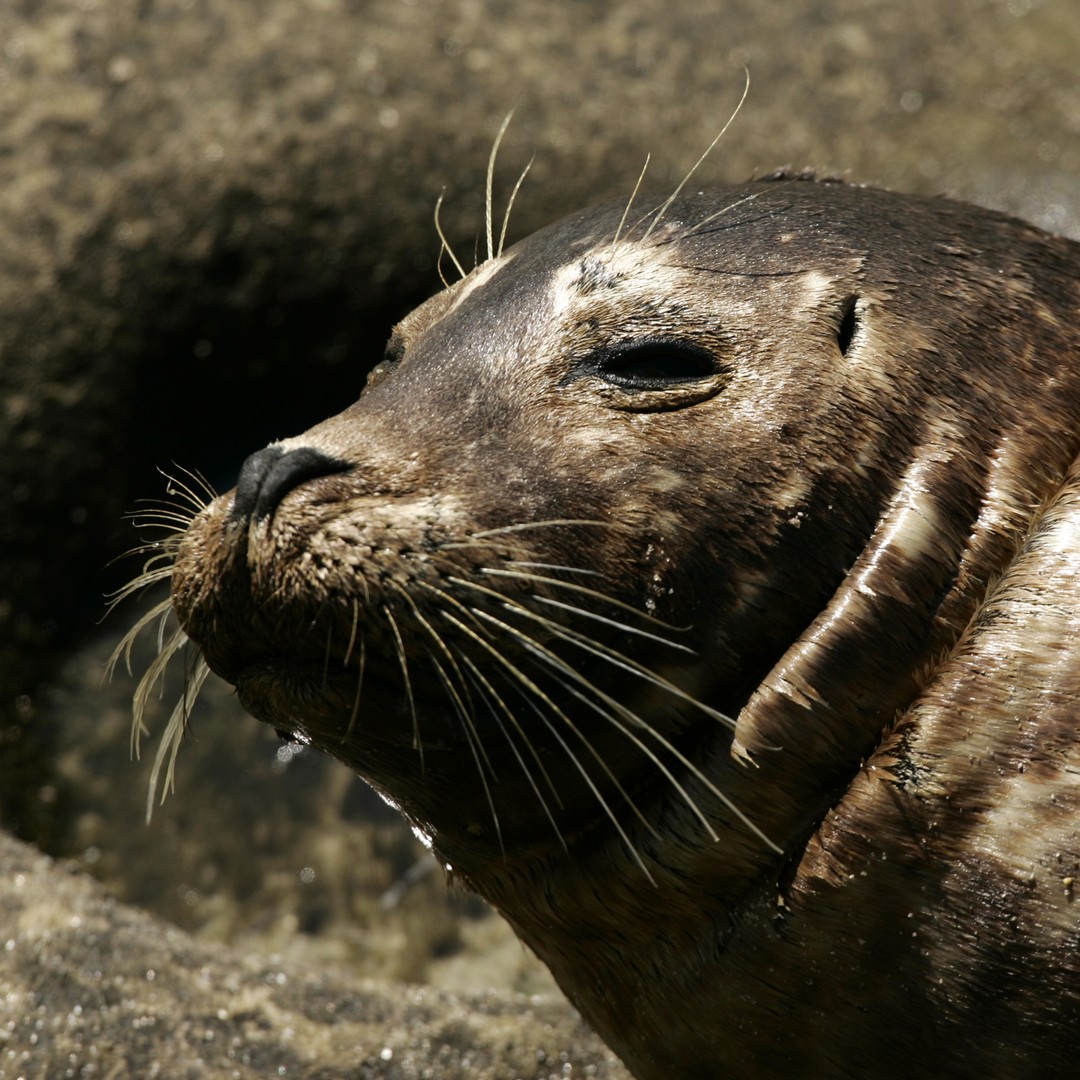 Seals Use Their Whiskers to See and Hear - The Atlantic