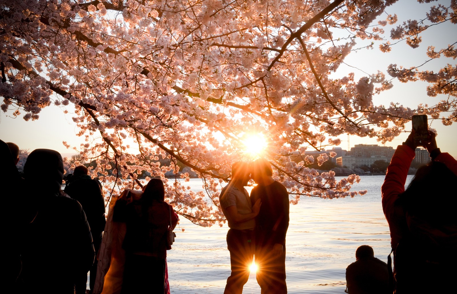 A couple embraces as others gather and take photographs beneath blossoming cherry trees next to a tidal basin, at sunrise.