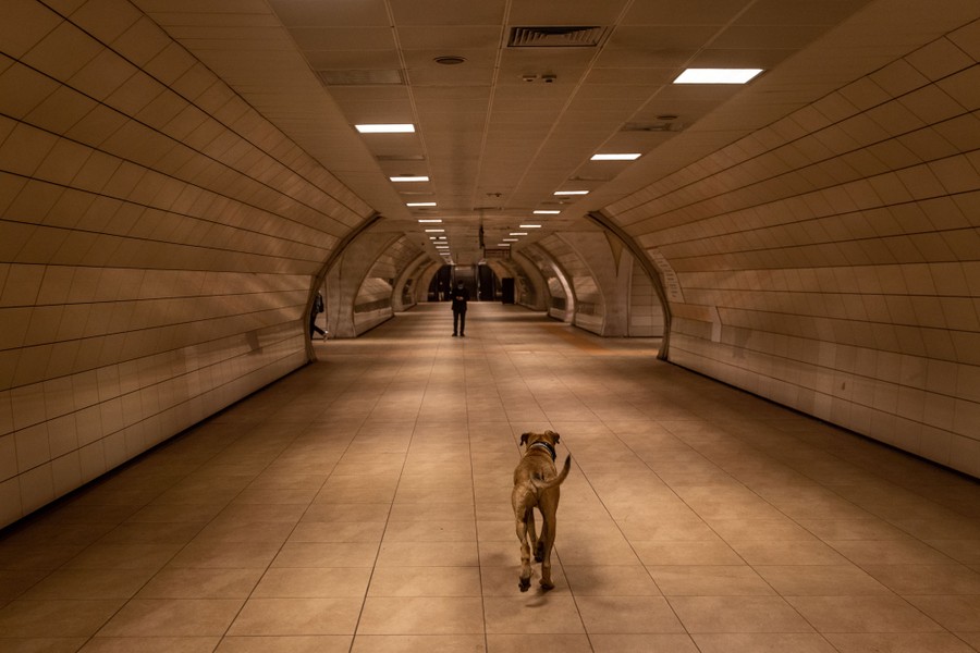 A dog walks through a tunnel in a subway station.