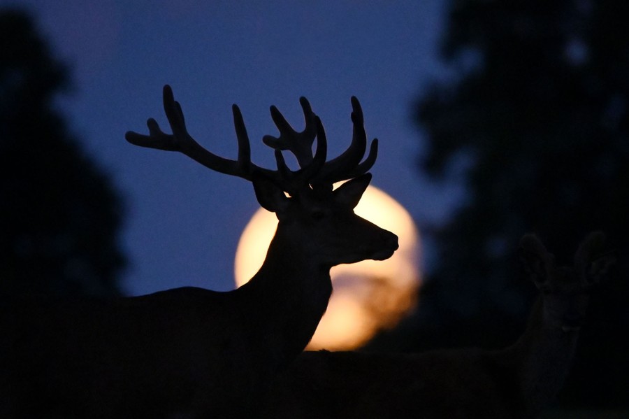A deer in silhouette, in front of a full moon