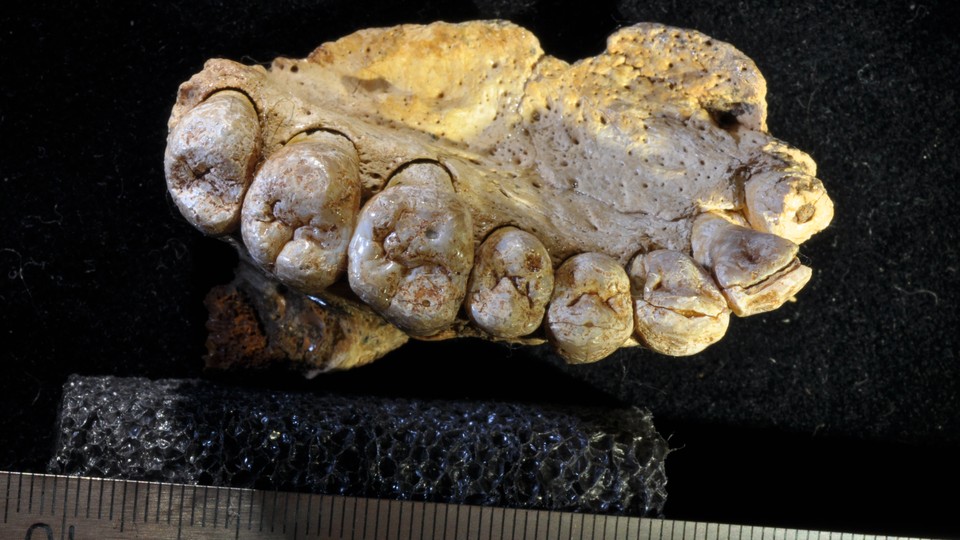 A fossilized human jawbone with teeth
