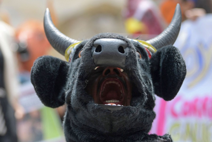 A protester wearing a bull costume shouts; the open mouth of the bull costume reveals the protester's open mouth.