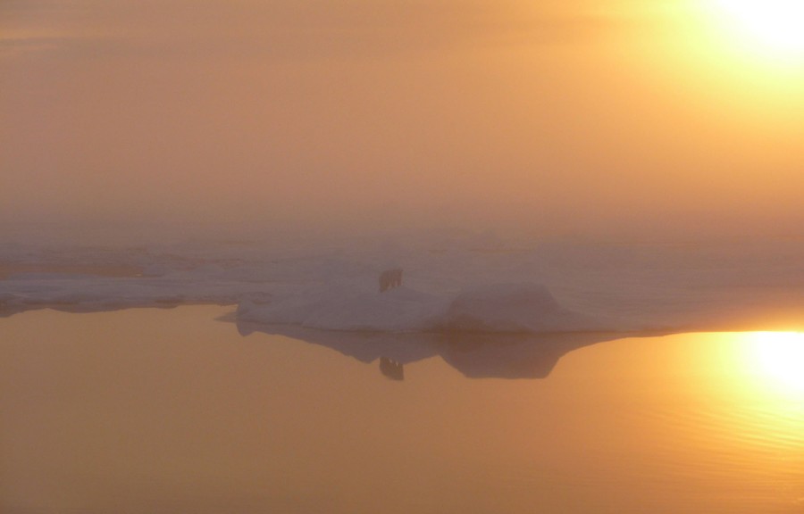 A polar bear stands on sea ice on a foggy day.
