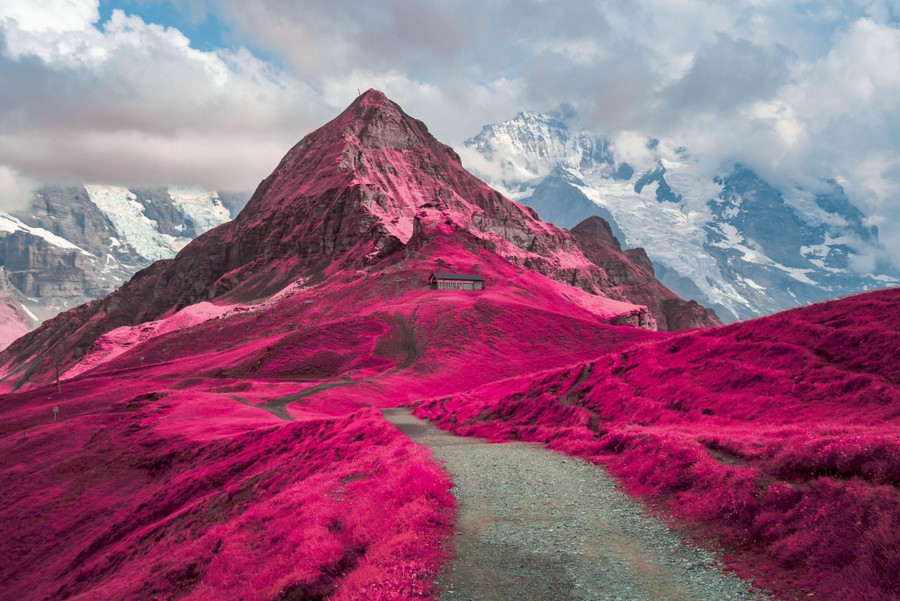 A mountaintop meadow and path, with all of the grass a pinkish-purple color