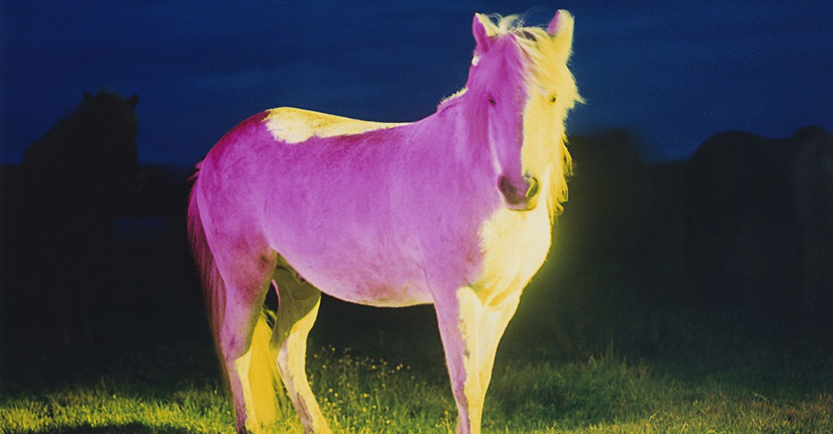 Your Horses: A Beginner's Guide - News Directory 3