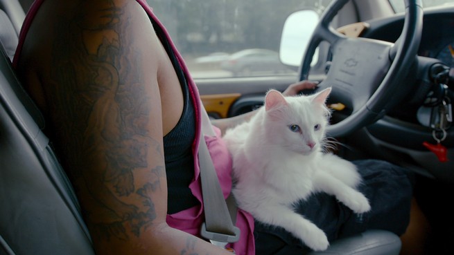 white cat sitting on lap of a driver