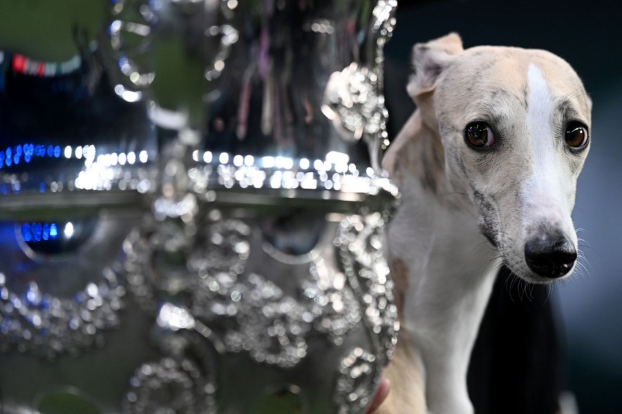 A whippet looks sideways toward a large silver trophy it has just won.