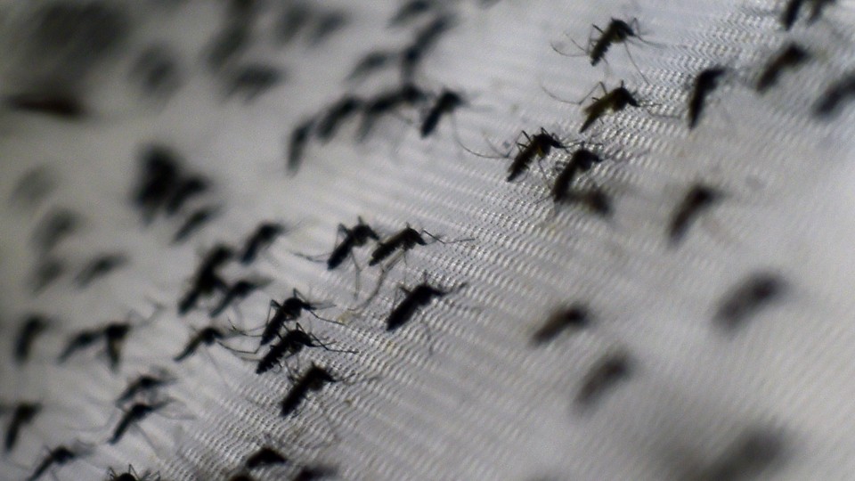 Silhouettes of resting mosquitoes in Brazil