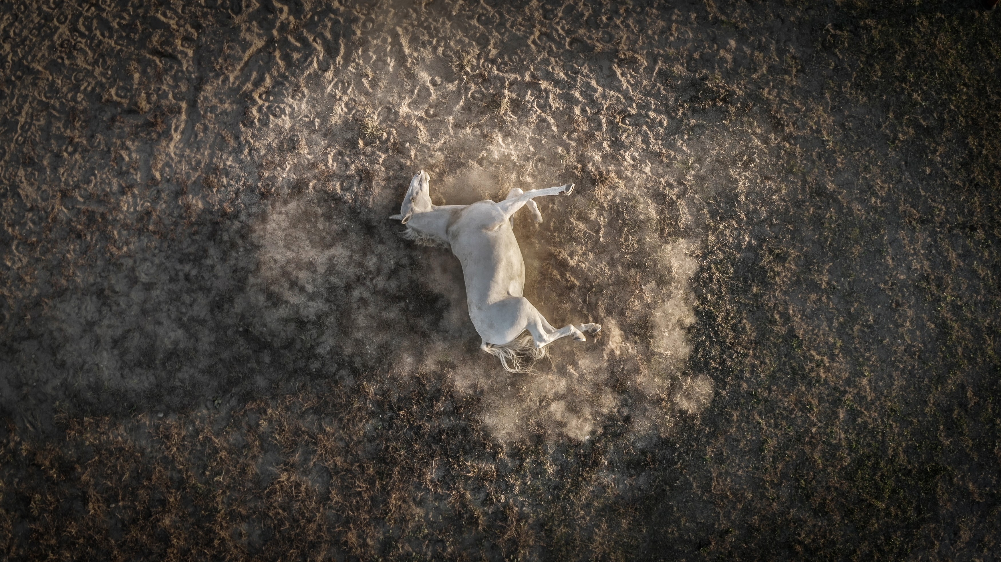 A top-down view of a white horse rolling on its back on dusty ground