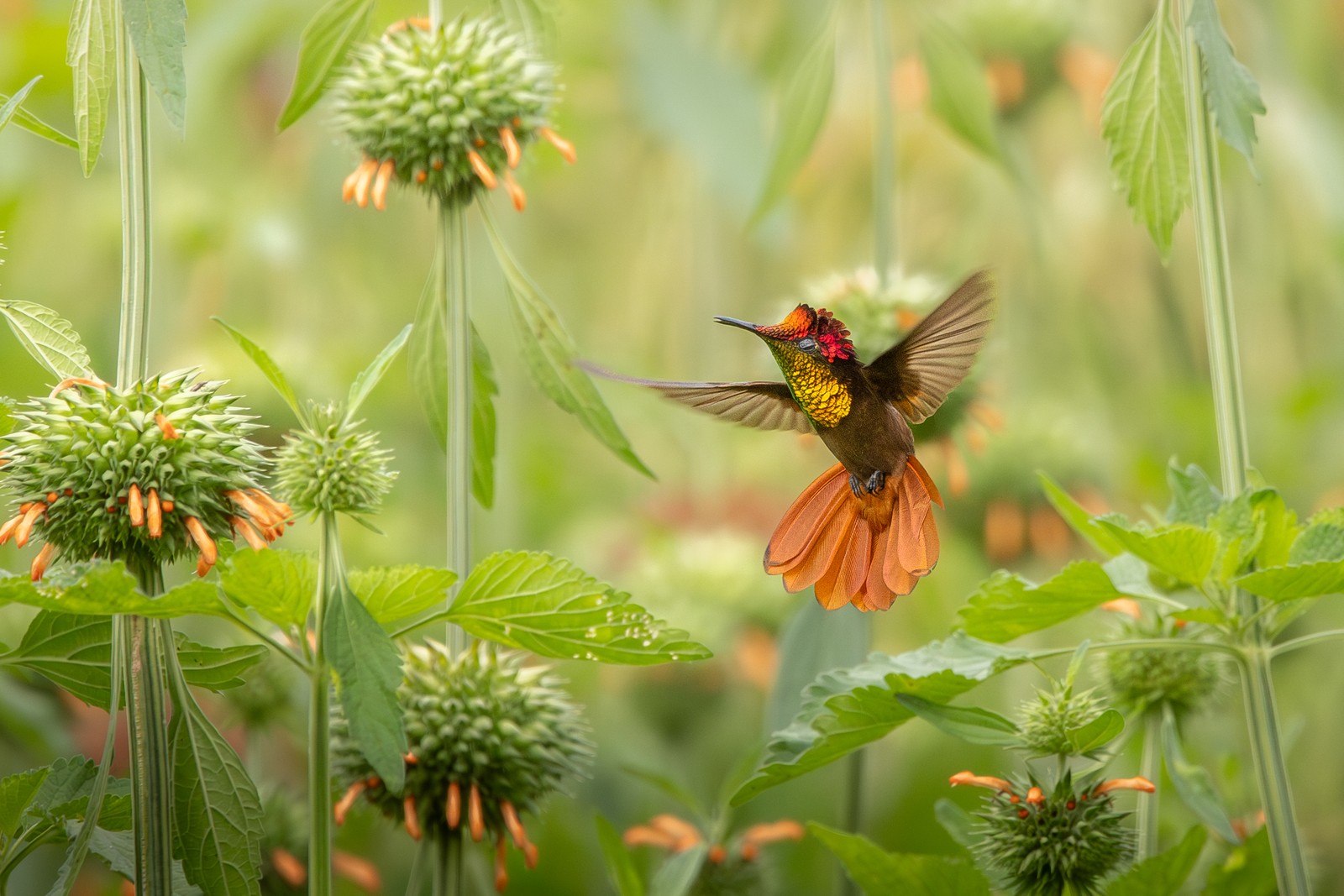 A colorful hummingbird hovers near flowers.