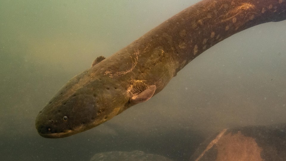 Volta's electric eel