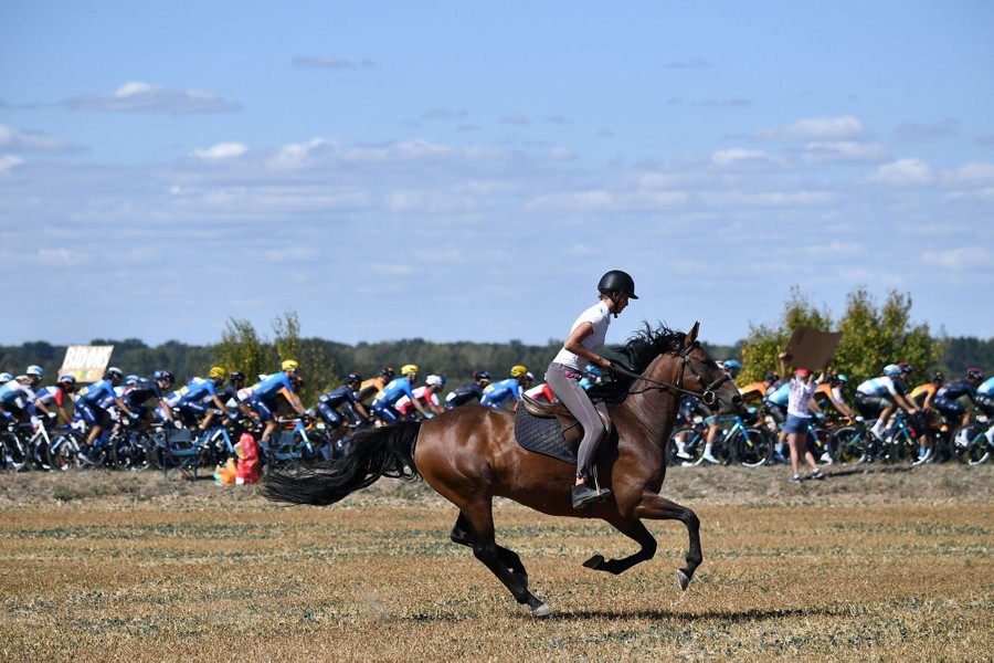 tour de france horses