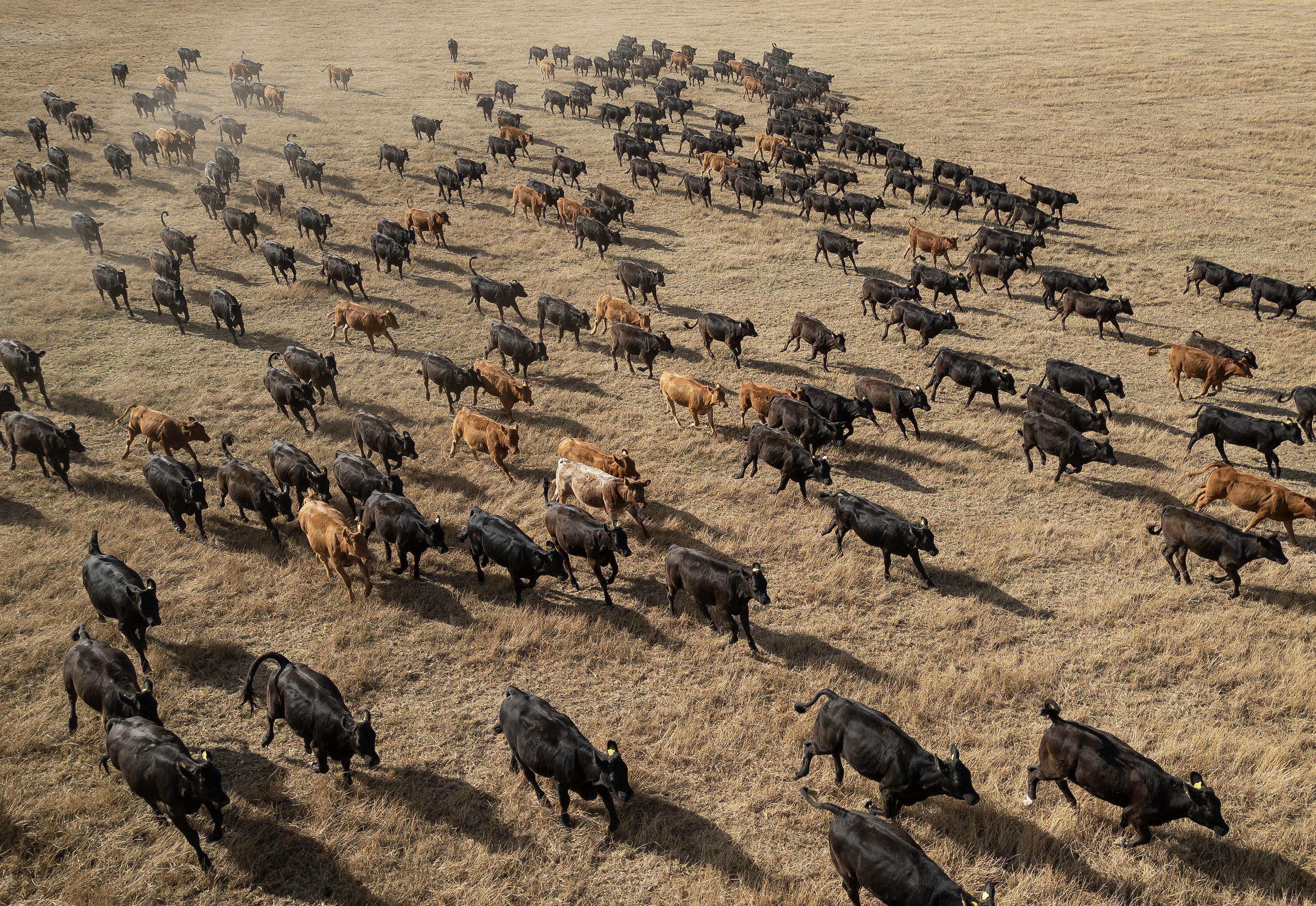 A herd of cows walks across a field of dry grass, seen from above.