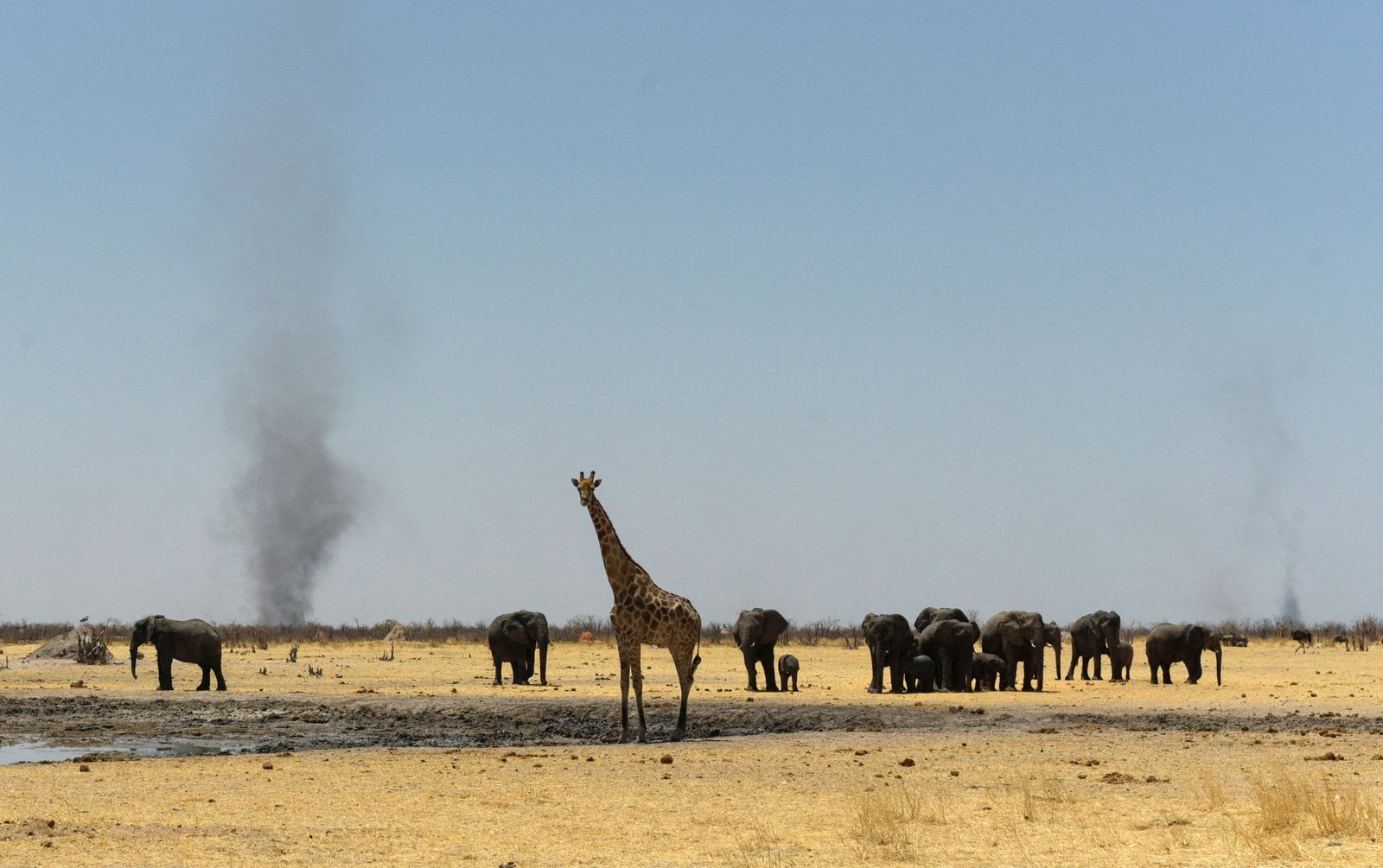 A herd of elephants and a giraffe gather beside a shallow watering hole, with plumes of smoke rising in the distance.