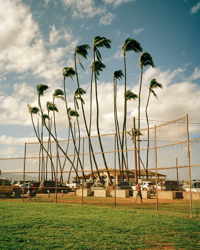 photo of stand of tall palm trees behind a rusting chain-link baseball backstop and field