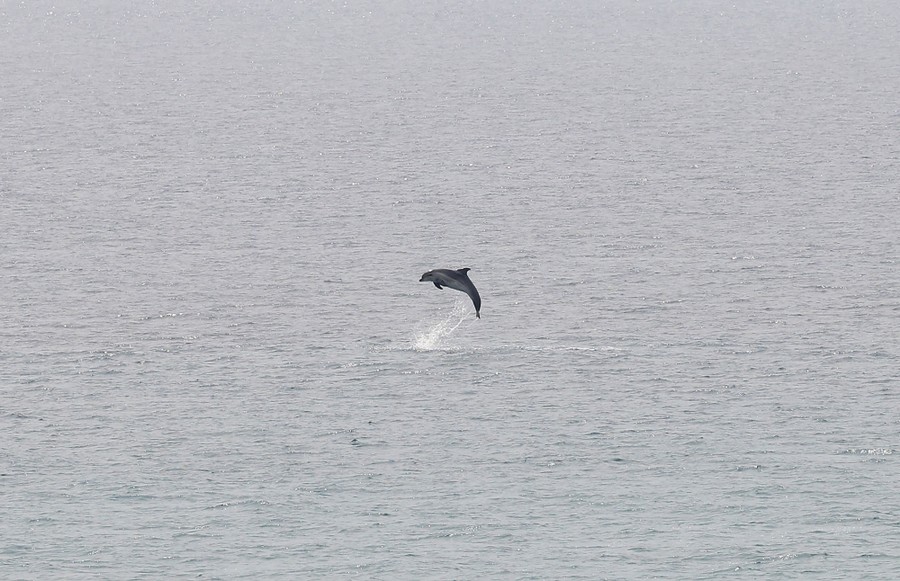 A dolphin leaps into the air.