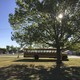 A school bus drives under a large tree.